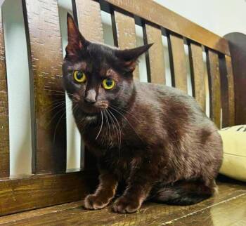 Domestic Short Hair Cats Available for Adoption in Minneapolis, Minnesota - Little | PetCurious