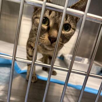 Sweet Pea -  American Bobtail Cat for Adoption in Greensboro, North Carolina - Sweet Pea | PetCurious