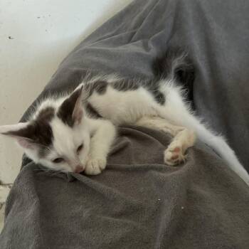 Jax -  Domestic Short Hair Cat for Adoption in Redwood City, California - Jax | PetCurious