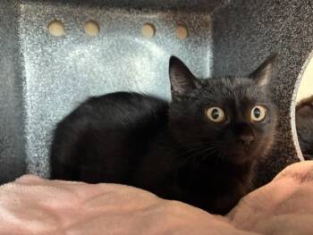 JOLENE -  Domestic Short Hair Cat for Adoption in Colorado Springs, Colorado - JOLENE | PetCurious