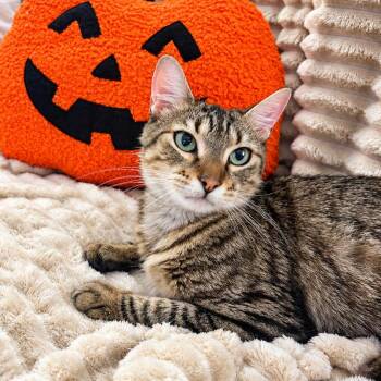 Sasha -  Domestic Medium Hair and Domestic Short Hair Cat for Adoption in Houston, Texas - Sasha | PetCurious