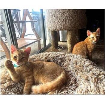 Rescue Tabby Cats for Adoption in Millcreek, Utah - Peanut And Remington | PetCurious