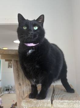 Domestic Short Hair Cats Available for Adoption in Chicago, Illinois - Basbousa | PetCurious