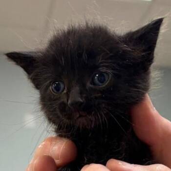 Domestic Short Hair Cats Available for Adoption in Greensboro, Georgia - Scooter | PetCurious