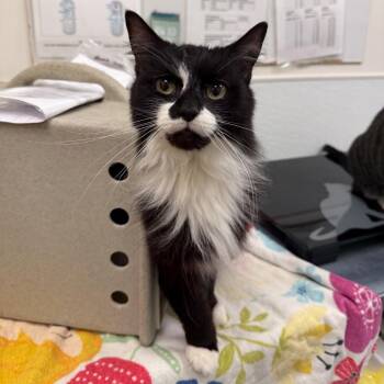 Domestic Medium Hair Cats Available for Adoption in Philadelphia, Pennsylvania - Beanie | PetCurious