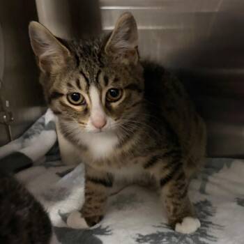 Sage -  Domestic Short Hair Cat for Adoption in Mentor, Ohio - Sage | PetCurious