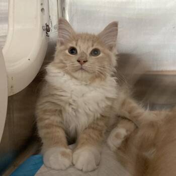 Berry Burst -  Domestic Long Hair Cat for Adoption in Greensboro, North Carolina - Berry Burst | PetCurious