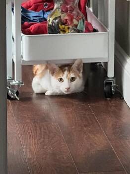 Woody -  Domestic Short Hair Cat for Adoption in Camp Hill, Pennsylvania - Woody | PetCurious
