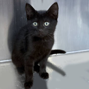 Rescue Domestic Short Hair Cats for Adoption in Voorhees Township, New Jersey - Jessica | PetCurious