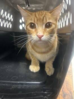 Five -  Domestic Short Hair Cat for Adoption in Fruit Heights, Utah - Five | PetCurious