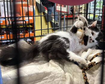 Bessie -  Domestic Long Hair Cat for Adoption in Morgan Hill, California - Bessie | PetCurious