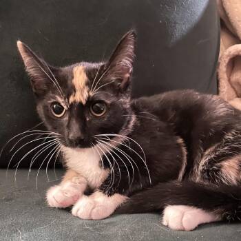 Daktarina -  Domestic Medium Hair Cat for Adoption in Fredericksburg, Virginia - Daktarina | PetCurious