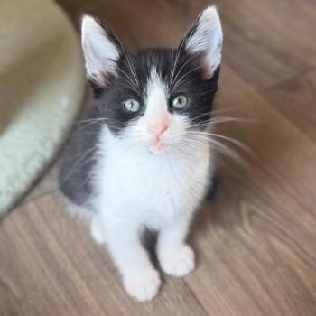 Gamble -  Domestic Short Hair Cat for Adoption in Lakewood, California - Gamble | PetCurious