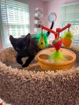 Domestic Short Hair Cats Available for Adoption in Groveland, Massachusetts - Bam Bam | PetCurious