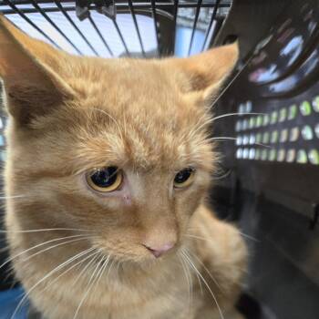 Rescue Domestic Short Hair Cats for Adoption in Newark, New Jersey - Wendel | PetCurious