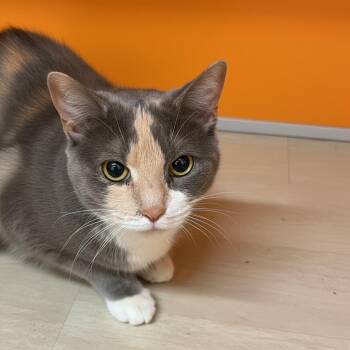 Domestic Short Hair Cats Available for Adoption - Cece | PetCurious