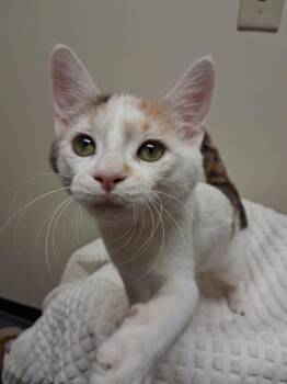 Domestic Short Hair Cats Available for Adoption in Fremont, Ohio - Burn-E | PetCurious
