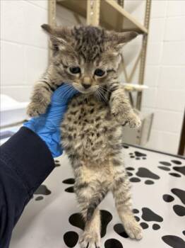 BUTTERCUP -  Domestic Short Hair Cat for Adoption in Derwood, Maryland - BUTTERCUP | PetCurious