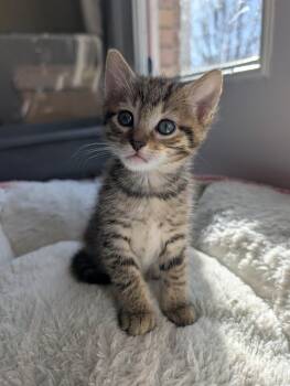 Domestic Short Hair Cats Available for Adoption in Morrison, Colorado - Lakeyah Morley-Steve | PetCurious