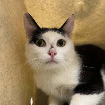 SVAS-Stray-38847 -  Domestic Short Hair Cat for Adoption in Lyndhurst, Virginia - SVAS-Stray-38847 | PetCurious