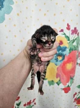 Domestic Short Hair Cats Available for Adoption in Johnson City, Tennessee - Skittles (yellow) | PetCurious