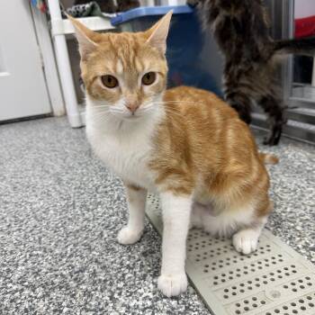 Maple -  Domestic Short Hair Cat for Adoption in Dunkirk, New York - Maple | PetCurious