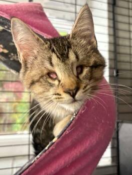 Steven -  Domestic Short Hair Cat for Adoption in Covington, Virginia - Steven | PetCurious