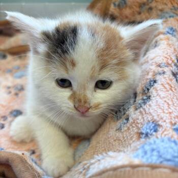Jinx -  Domestic Medium Hair Cat for Adoption in New Fairfield, Connecticut - Jinx | PetCurious