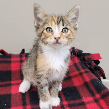 Ziva -  Torbie Cat for Adoption in Marshfield, Wisconsin - Ziva | PetCurious