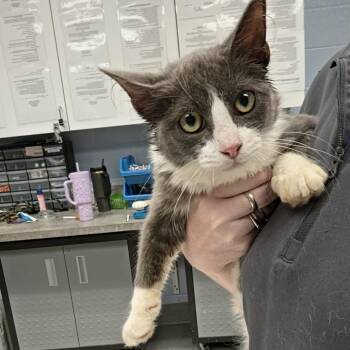 Receipt -  Domestic Medium Hair Cat for Adoption in Martinsville, Virginia - Receipt | PetCurious
