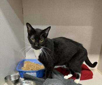 Domestic Medium Hair Cats Available for Adoption - Bubba | PetCurious