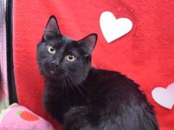 Domestic Medium Hair Cats Available for Adoption - Charlie Swan | PetCurious