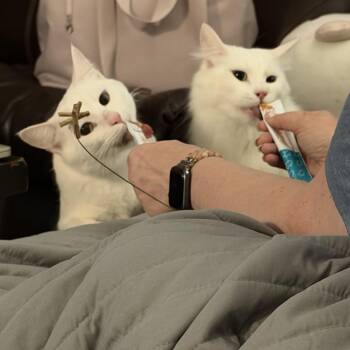 Ghost and Aang -  Domestic Short Hair Cat for Adoption in Cottonwood Heights, Utah - Ghost And Aang | PetCurious
