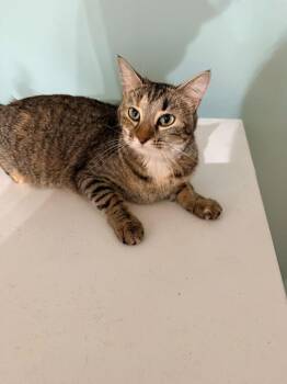 Simmie -  Domestic Short Hair Cat for Adoption in Bloomington, Indiana - Simmie | PetCurious