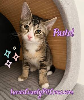Pastel -  Tabby and American Shorthair Cat for Adoption in Toledo, Ohio - Pastel | PetCurious
