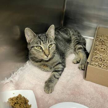 Opossum -  Domestic Short Hair Cat for Adoption in Newark, New Jersey - Opossum | PetCurious