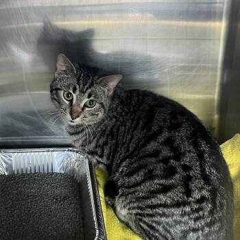 Domestic Short Hair Cats Available for Adoption - Mochi | PetCurious