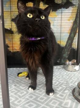 Domestic Medium Hair Cats Available for Adoption - Renezmae  | PetCurious