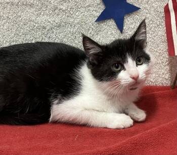 Juliet (bonded to Houdini) -  Domestic Short Hair Cat for Adoption in Dublin, Ohio - Juliet (bonded To Houdini) | PetCurious