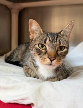 Honey -  Domestic Short Hair Cat for Adoption in Pomona, New York - Honey | PetCurious