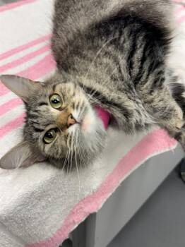 MACAROON -  Domestic Long Hair Cat for Adoption in Peoria, Illinois - MACAROON | PetCurious