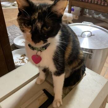 Rescue Domestic Short Hair Cats for Adoption in Danville, Kentucky - Sweet Momma | PetCurious
