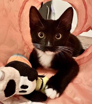 Prudence -  Domestic Short Hair Cat for Adoption in Seal Beach, California - Prudence | PetCurious