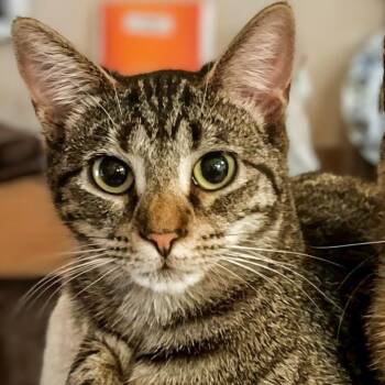 Biff -  Domestic Short Hair Cat for Adoption in Lynchburg, Virginia - Biff | PetCurious