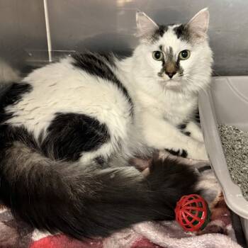 Domestic Long Hair Cats Available for Adoption in Exeter, Rhode Island - Fluffy | PetCurious