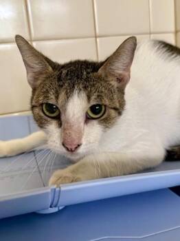 Queen -  Domestic Short Hair Cat for Adoption in San Antonio, Texas - Queen | PetCurious
