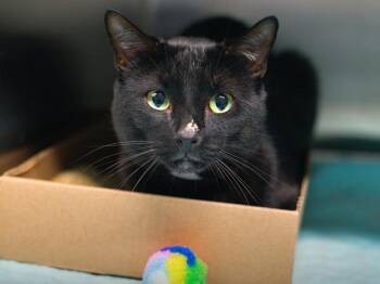 Bugsy -  Domestic Short Hair Cat for Adoption - Bugsy | PetCurious