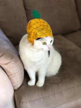 Turkish Van Cats Available for Adoption in Sunnyvale, California - Kyle | PetCurious