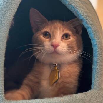 Bob -  Domestic Short Hair Cat for Adoption in Port Washington, New York - Bob | PetCurious