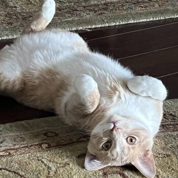 Tabby and Domestic Short Hair Cats Available for Adoption - Floyd *solo Kitty | PetCurious